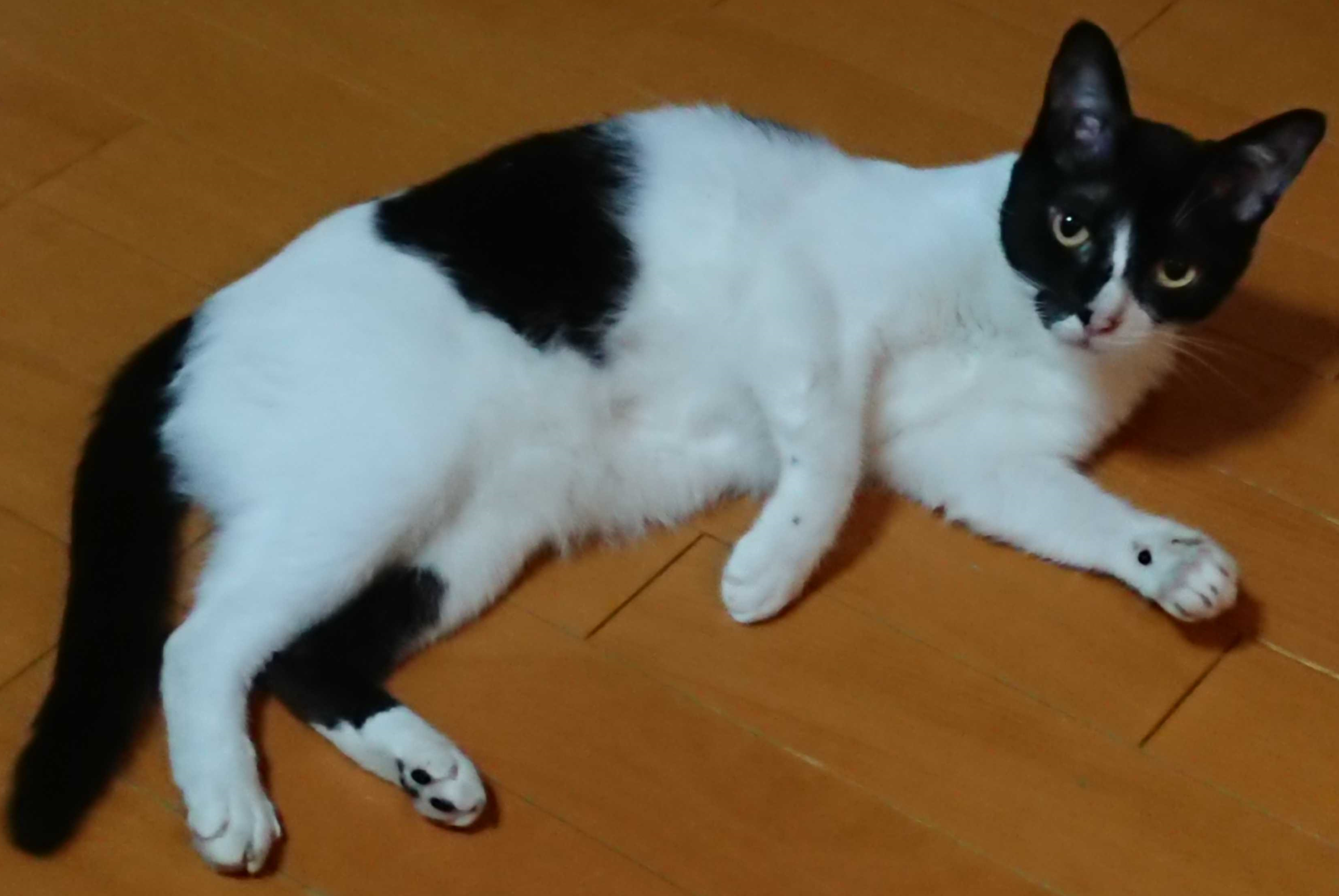 STARC RTL設計スタイルガイド Verilog HDL編 購入 - 株式会社ライト